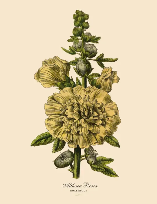 Framed Print : Hollyhock or Althaea Rosea Plant, Victorian Botanical Illustration Framed Print : Hollyhock or Althaea Rosea Plant, Victorian Botanical Illustration