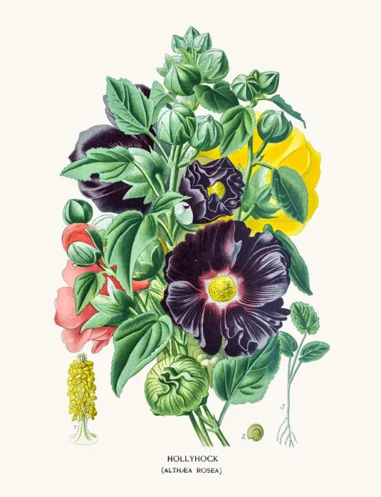 Framed Print : Hollyhock flower Framed Print : Hollyhock flower