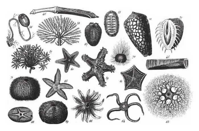 Framed Print : Holopus Rangii, Representatives of the Phyla Mollusca, Echindermata, Ctenophora Framed Print : Holopus Rangii, Representatives of the Phyla Mollusca, Echindermata, Ctenophora