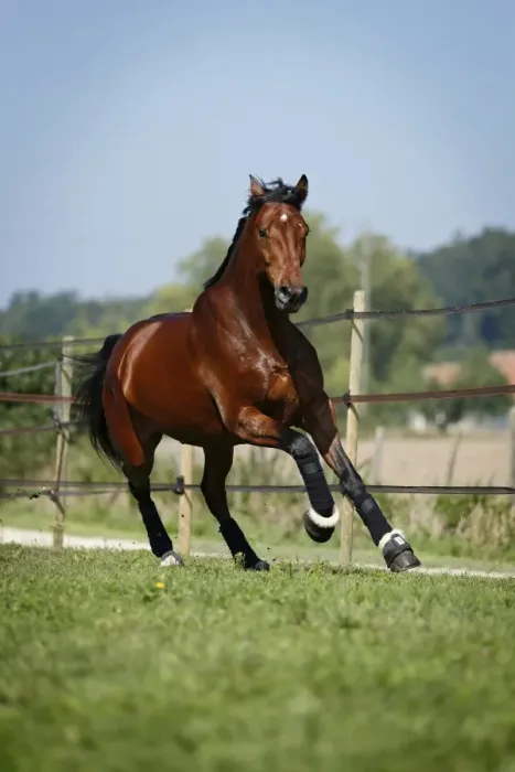 Framed Print : Holsteiner horse, bay gelding, galloping on meadow, Konstanz, Konstanz, Baden-Wurttemberg, Germany Framed Print : Holsteiner horse, bay gelding, galloping on meadow, Konstanz, Konstanz, Baden-Wurttemberg, Germany