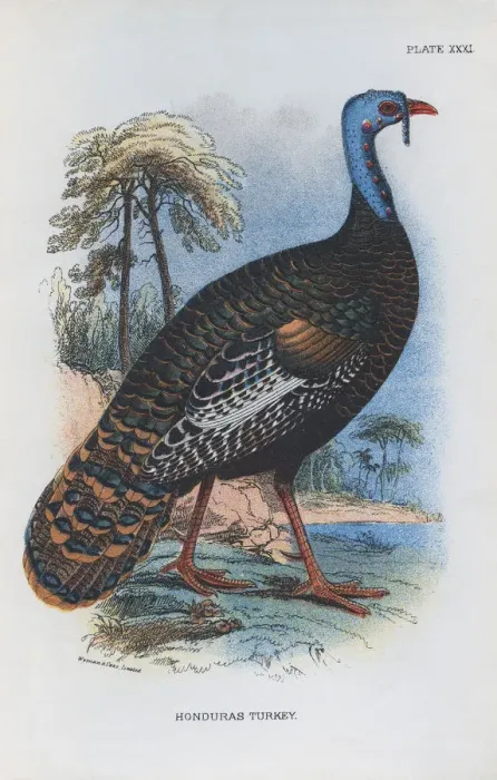 Framed Print : Honduras Turkey Framed Print : Honduras Turkey
