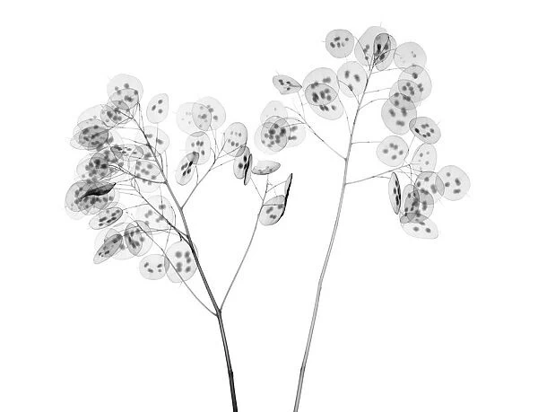 Honesty (Lunaria sp. ), X-ray