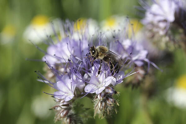 Honey been -Apis sp. - in search of food, purple flower, Phacelia, Scorpionweed or Heliotrope -Phacelia sp. -