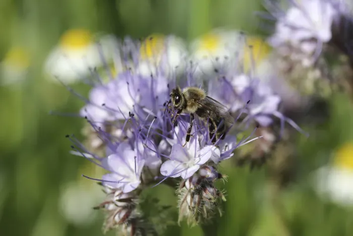 Framed Print : Honey been -Apis sp. - in search of food, purple flower, Phacelia, Scorpionweed or Heliotrope -Phacelia sp. - Framed Print : Honey been -Apis sp. - in search of food, purple flower, Phacelia, Scorpionweed or Heliotrope -Phacelia sp. -