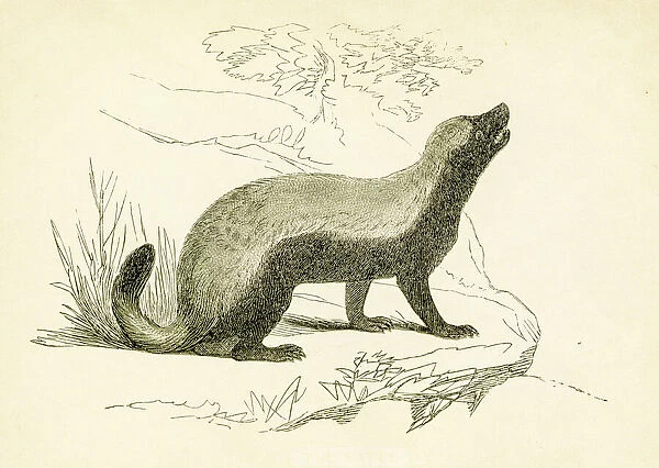 Honey badger engraving 1851