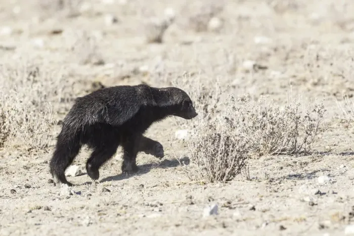 Framed Print : Honey Badger -Mellivora capensis-, Etosha National Park, Namibia Framed Print : Honey Badger -Mellivora capensis-, Etosha National Park, Namibia