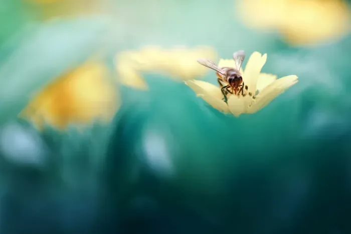 Framed Print : Honey Bee. Insects On Earth, 584687949 Framed Print : Honey Bee. Insects On Earth, 584687949
