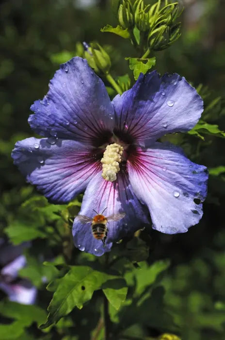 Framed Print : Honey bee (Apis) approaching a hibiscus flower (Hibiscus syriacus), with water drops Framed Print : Honey bee (Apis) approaching a hibiscus flower (Hibiscus syriacus), with water drops