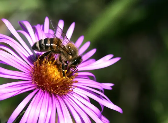 Framed Print : Honey Bee -Apis mellifera- on an Alpine aster -Aster alpinus- Framed Print : Honey Bee -Apis mellifera- on an Alpine aster -Aster alpinus-