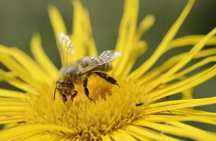 Framed Print : Honey bee -Apis mellifera- collecting nectar on flower of Elecampane or Horse-heal -Inula helenium- Framed Print : Honey bee -Apis mellifera- collecting nectar on flower of Elecampane or Horse-heal -Inula helenium-