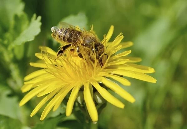 Honey Bee -Apis mellifera- covered with pollen from collecting honey on a Dandelion -Taraxacum sect. Ruderalia-