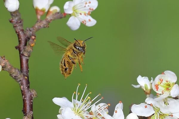 Honey bee (Apis mellifera), covered with pollen, in flight, highspeed nature photo, worker bee on a blackthorn (Prunus spinosa), Siegerland, North Rhine-Westphalia, Germany