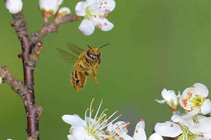 Framed Print : Honey bee (Apis mellifera), covered with pollen, in flight, highspeed nature photo, worker bee on a blackthorn (Prunus spinosa), Siegerland, North Rhine-Westphalia, Germany