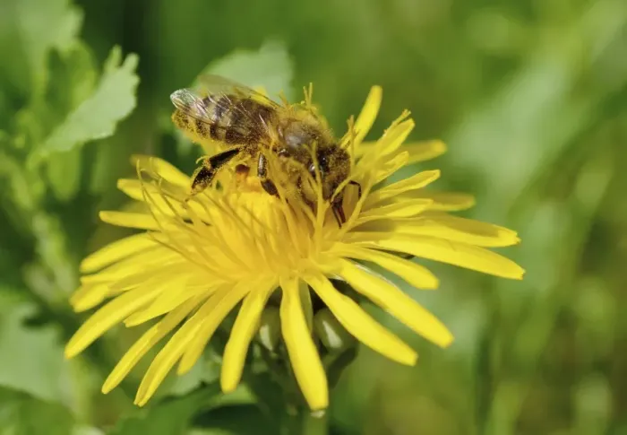 Framed Print : Honey Bee -Apis mellifera- covered with pollen from collecting honey on a Dandelion -Taraxacum sect. Ruderalia- Framed Print : Honey Bee -Apis mellifera- covered with pollen from collecting honey on a Dandelion -Taraxacum sect. Ruderalia-