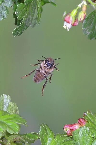 Honey bee (Apis mellifera), in flight, highspeed nature photo, between leaves of gooseberry (Ribes uva-crispa), Siegerland, North Rhine-Westphalia, Germany