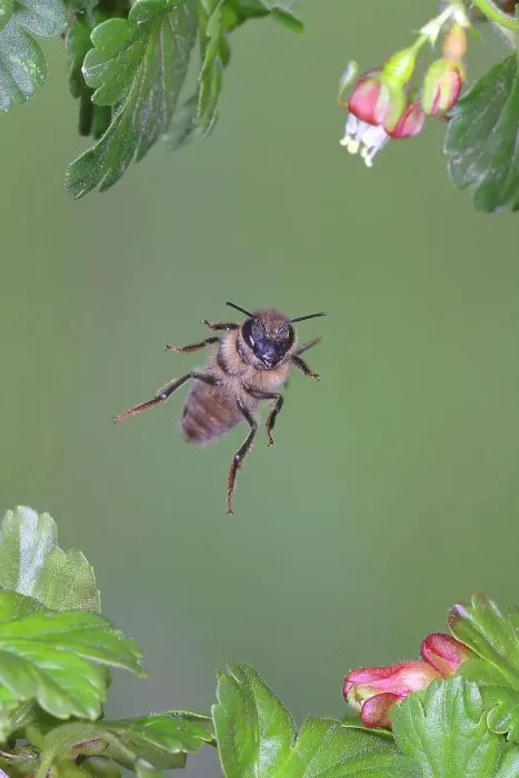 Framed Print : Honey bee (Apis mellifera), in flight, highspeed nature photo, between leaves of gooseberry (Ribes uva-crispa), Siegerland, North Rhine-Westphalia, Germany Framed Print : Honey bee (Apis mellifera), in flight, highspeed nature photo, between leaves of gooseberry (Ribes uva-crispa), Siegerland, North Rhine-Westphalia, Germany