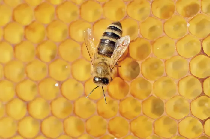 Framed Print : Honey Bee -Apis mellifera- on honeycomb Framed Print : Honey Bee -Apis mellifera- on honeycomb