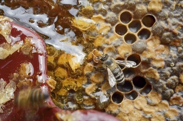 Honey bee -Apis mellifera- nibbling on the open honey comb with leaking honey, after the wax lid was removed with the wax comb