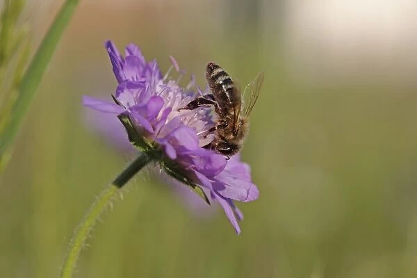 Honey bee -Apis mellifera- on a Scabious flower -Knautia-, Baden-Wuerttemberg, Germany, Europe
