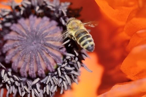 Honey bee -Apis mellifera var carnica-, in flight over pistil and and pollen tubes of an Oriental Poppy -Papaver orientale-