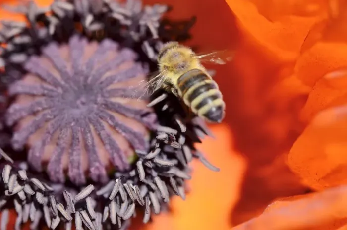 Framed Print : Honey bee -Apis mellifera var carnica-, in flight over pistil and and pollen tubes of an Oriental Poppy -Papaver orientale- Framed Print : Honey bee -Apis mellifera var carnica-, in flight over pistil and and pollen tubes of an Oriental Poppy -Papaver orientale-