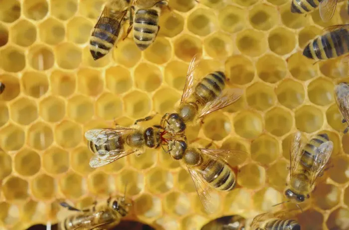 Framed Print : Honey Bee -Apis mellifera var carnica- being fed by two other bees Framed Print : Honey Bee -Apis mellifera var carnica- being fed by two other bees