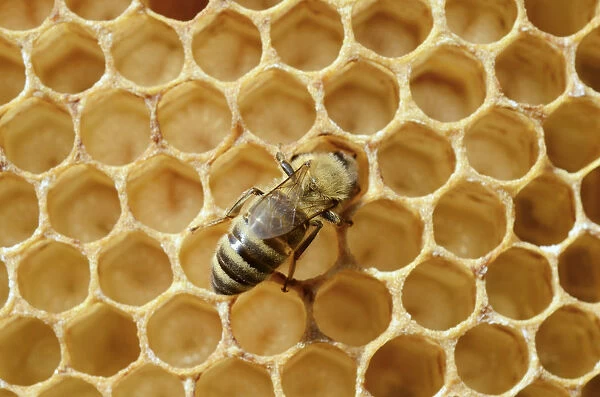 Honey bee -Apis mellifera var nica-, worker bee on comb with larvae delivering food such as nectar