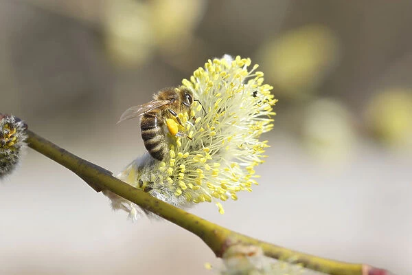 Honey bee -Apis mellifica- feeding on Goat Willow, Pussy Willow or Great Sallow -Salix caprea-, Allgaeu, Bavaria, Germany, Europe