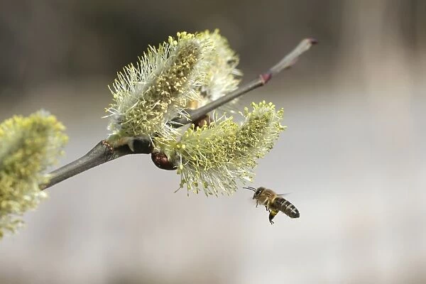 Honey bee -Apis mellifica- in flight at Goat Willow, Pussy Willow or Great Sallow -Salix caprea-, Allgaeu, Bavaria, Germany, Europe