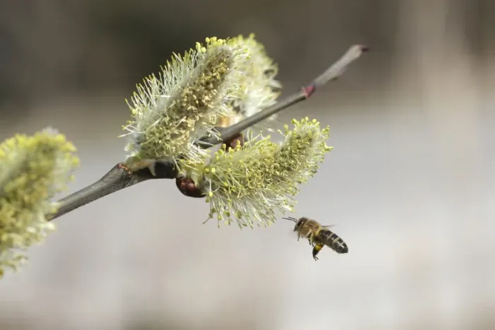 Framed Print : Honey bee -Apis mellifica- in flight at Goat Willow, Pussy Willow or Great Sallow -Salix caprea-, Allgaeu, Bavaria, Germany, Europe Framed Print : Honey bee -Apis mellifica- in flight at Goat Willow, Pussy Willow or Great Sallow -Salix caprea-, Allgaeu, Bavaria, Germany, Europe