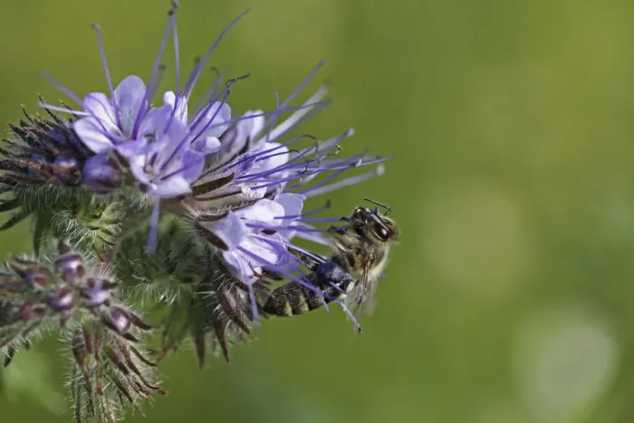 Framed Print : Honey bee -Apis sp. -, clinging onto the purple flower, Phacelia, Scorpionweed or Heliotrope -Phacelia sp. - Framed Print : Honey bee -Apis sp. -, clinging onto the purple flower, Phacelia, Scorpionweed or Heliotrope -Phacelia sp. -