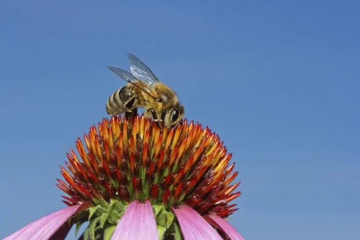Framed Print : Honey bee -Apis sp. - on a Purple Coneflower -Echinacea purpurea-, Baden-Wuerttemberg, Germany, Europe Framed Print : Honey bee -Apis sp. - on a Purple Coneflower -Echinacea purpurea-, Baden-Wuerttemberg, Germany, Europe