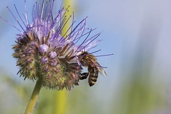 Honey bee -Apis sp. -, on a purple flower, Phacelia, Scorpionweed or Heliotrope -Phacelia sp. -, Baden-Wuerttemberg, Germany, Europe