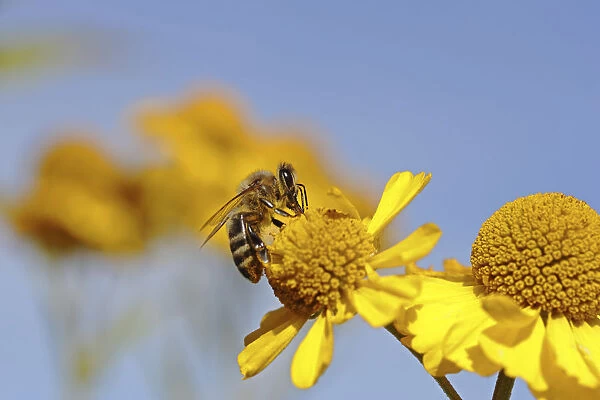 Honey bee -Apis sp. -, on a yellow daisy, Baden-Wuerttemberg, Germany, Europe