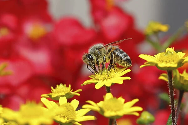Honey bee -Apis sp. -, on a zinnia or miniature sunflower -Sanvitalia procumbens solaris-, Baden-Wuerttemberg, Germany, Europe