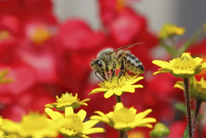 Framed Print : Honey bee -Apis sp. -, on a zinnia or miniature sunflower -Sanvitalia procumbens solaris-, Baden-Wuerttemberg, Germany, Europe