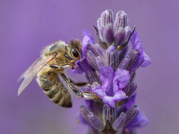 Honey bee on lavender