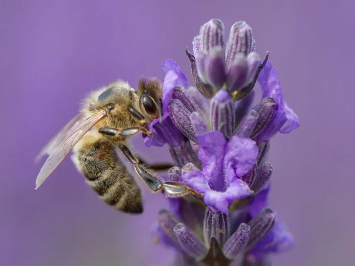 Framed Print : Honey bee on lavender Framed Print : Honey bee on lavender