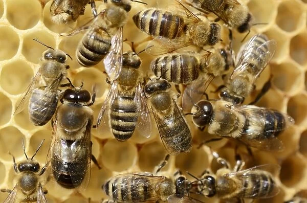 Honey bees -Apis mellifera var carnica-, worker bees and male drones on bright honeycomb