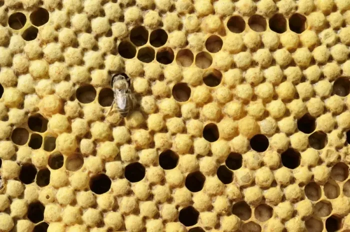 Framed Print : Honey bees -Apis mellifera var carnica-, brood comb with capped drone brood Framed Print : Honey bees -Apis mellifera var carnica-, brood comb with capped drone brood