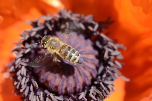 Honey bees -Apis mellifera var carnica- in flight on pistil and pollen of a poppy flower, Oriental Poppy -Papaver orientale-