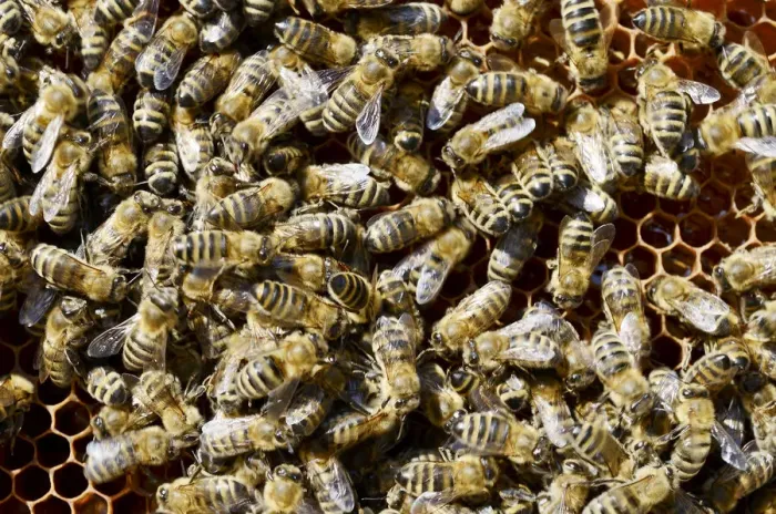 Framed Print : Honey bees -Apis mellifera var carnica-, on honeycomb Framed Print : Honey bees -Apis mellifera var carnica-, on honeycomb