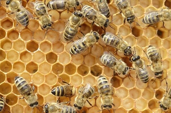 Honey bees -Apis mellifera-, worker bees caring for the brood, on brood cells, larvae, circa 8 days, in honeycomb cells