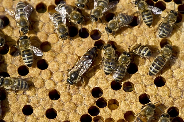 Honey bees -Apis sp. - on a honeycomb, queen bee at centre, Germany