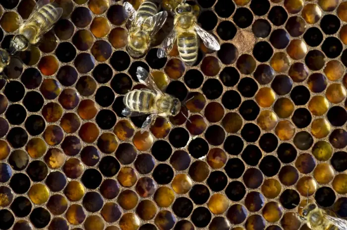 Framed Print : Honey Bees -Apis sp. - on a honeycomb, Germany Framed Print : Honey Bees -Apis sp. - on a honeycomb, Germany