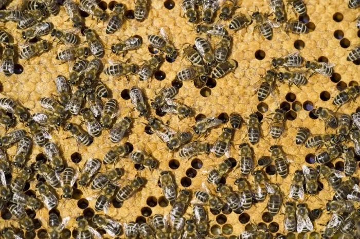 Framed Print : Honey Bees -Apis sp. - on a honeycomb, Germany Framed Print : Honey Bees -Apis sp. - on a honeycomb, Germany