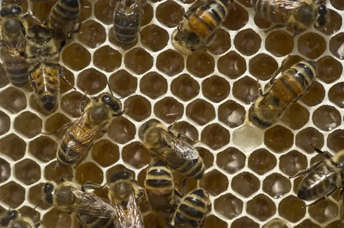 Framed Print : Honey Bees -Apis sp. - on a honeycomb, Germany Framed Print : Honey Bees -Apis sp. - on a honeycomb, Germany