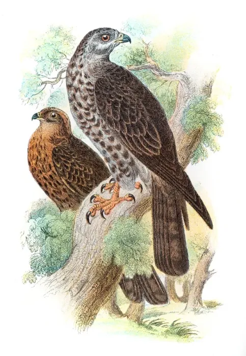 Framed Print : honey buzzard engraving 1896 Framed Print : honey buzzard engraving 1896
