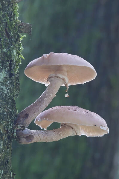 Honey fungus (Armillaria mellea)