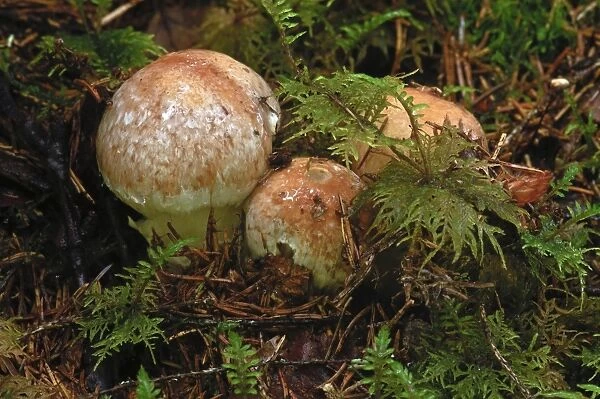 Honey fungus (Armillaria spp. ) mushrooms with moss, Norway, Scandinavia, Europe